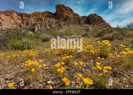 Mexican Poppies, Eschscholzia californica, Organ Pipe Cactus National Monument, Arizona Stock Photo