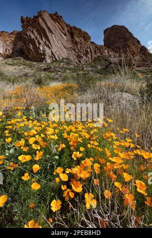 Mexican Poppies, Eschscholzia californica, Organ Pipe Cactus National Monument, Arizona Stock Photo