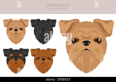 Griffon Belge clipart. Different poses, coat colors set.  Vector illustration Stock Vector