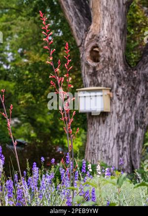 Red Yucca flower stalks stand out in a whimsical garden setting that includes an old style postal box attached to a mature old tree in the background. Stock Photo