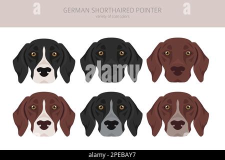 German shorthaired pointer clipart. Different poses, coat colors set.  Vector illustration Stock Vector