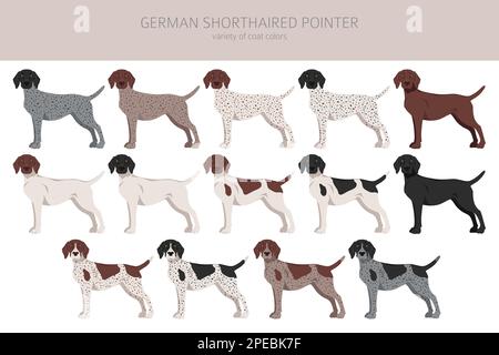 German shorthaired pointer clipart. Different poses, coat colors set.  Vector illustration Stock Vector