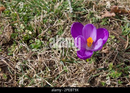 Purple crocus poking out of winter grass. Sign of spring approaching.  Single flower on the right side of the photo. Stock Photo