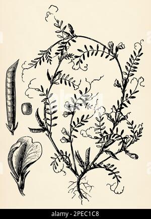 Root system, stem, flowers and fruits of Vicia sativa. Antique stylized illustration. Stock Photo