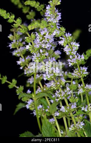Mint flowers isolated on black background. Mentha longifolia blooming, known as horse mint, isolated on black Stock Photo