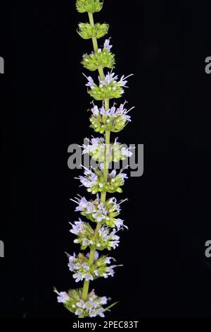 Mint flowers isolated on black background. Mentha longifolia blooming, known as horse mint, isolated on black Stock Photo