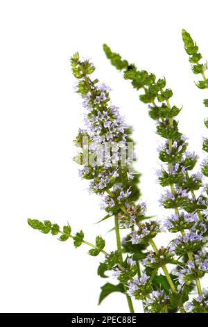 Mint flowers isolated on white background. Mentha longifolia blooming, known as horse mint, isolated on white Stock Photo