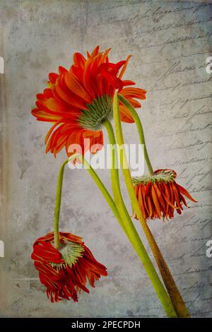 Wilting Flowers And Old Letter Stock Photo