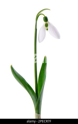 Snowdrop flowers isolated on white background. Beautiful spring flowers Stock Photo