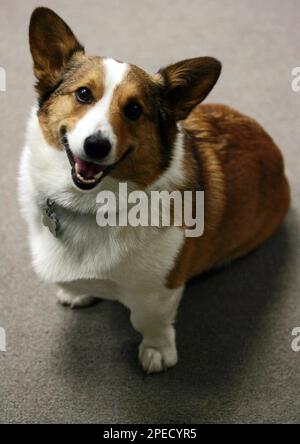 A dog ran on the beach Stock Photo - Alamy