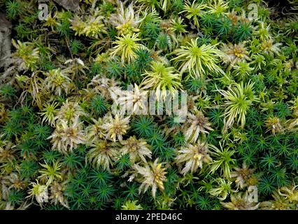 A variety of moss growing in one location in Pennsylvania’s Pocono Mountains Stock Photo