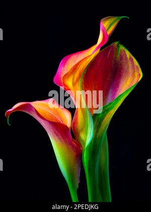 Three Beautiful Calla Lilies Still Life Stock Photo