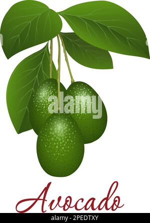 Cartoon avocado branch Stock Vector
