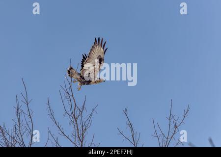 The rough-legged buzzard (Buteo lagopus), also called the rough-legged hawk in flight. Stock Photo