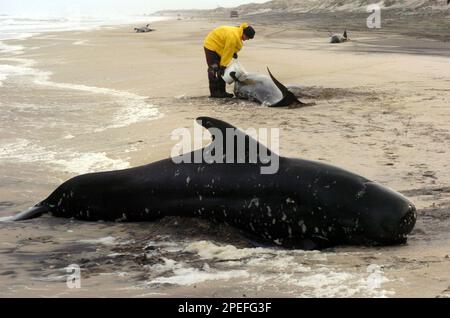 Dead pilot whales during a whale stranding on Farewell Spit in New  Zealand's South Island Stock Photo - Alamy