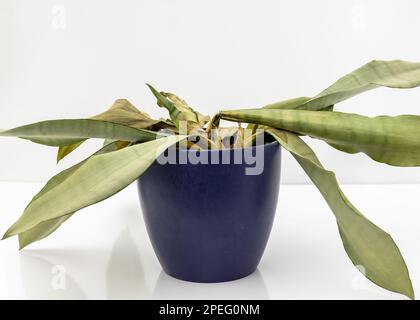 Overwatering houseplants hi-res stock photography and images - Alamy