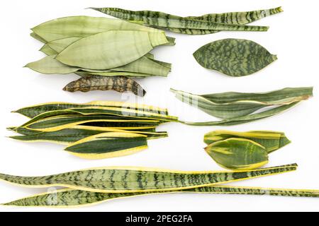 Sensaveria snake plant leaves mixed on isolated white background Stock Photo