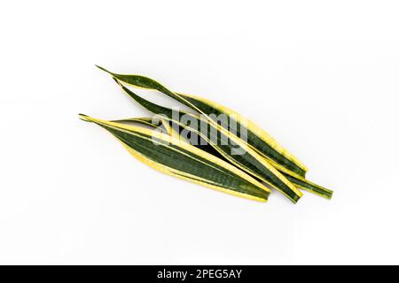 Sansevieria Trifasciata black gold leaves cuttings isolated on white background Stock Photo
