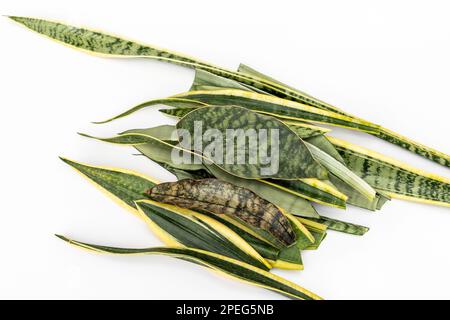 Mixed varieties snake plants leaves on white background Stock Photo