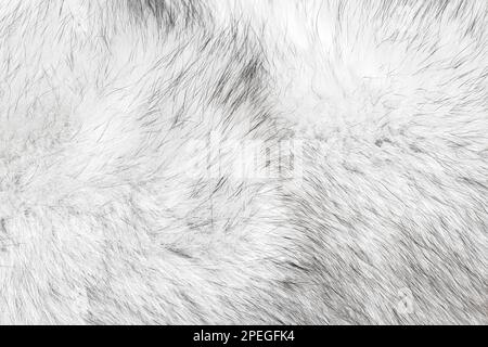 Silver natural fox fur polar white black hair texture suitable as background Stock Photo