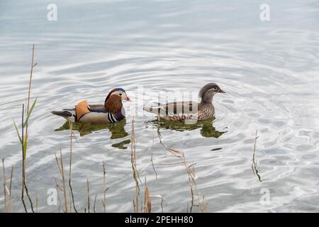 mandarin duck, Aix galericulata, on the Lake of Banyoles, Banyoles, Catalonia, Spain Stock Photo