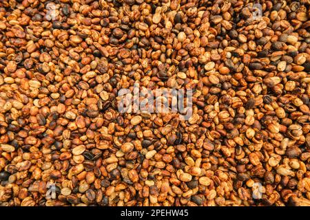 Background of bulk drying of coffee beans under sunlight. The natural drying of the coffee beans by the honey process, removed bulb and remaining swee Stock Photo