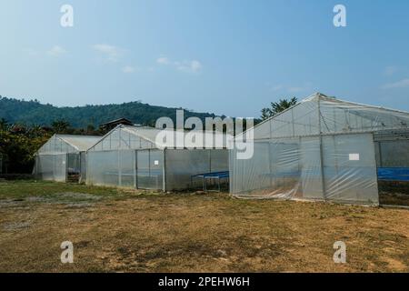 Green house for drying coffee beans. The natural drying of the coffee beans by the honey process, removed bulb and remaining sweet for dry. Stock Photo