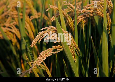 Paddy fields of autumn, the harvest scene Stock Photo