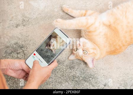 woman take a photo ginger cats by smartphone and shared to social media. Stock Photo