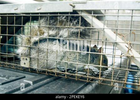 Squirrel Caught Live Trap Stock Photo by ©PTHamilton 326362780