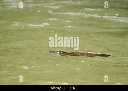 Platypus (Ornithorhynchus anatinus) swimming in Henrietta Creek, Wooroonooran National Park, Queensland, Australia Stock Photo