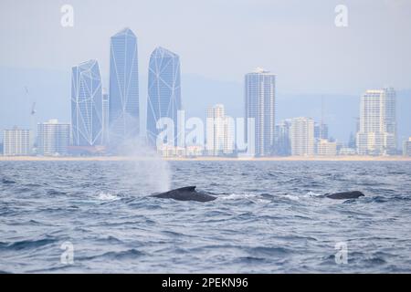 Humpback Whale (Megaptera novaeangliae) breaching the surface with the Gold Coast skyline in the background Stock Photo