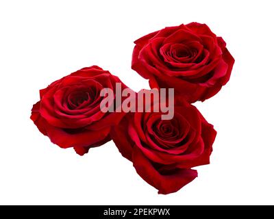 Three bright red roses on white background. Stock Photo