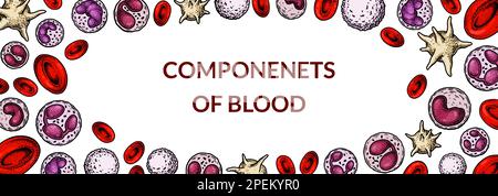 Blood cells background. Design for blood test, anemia, donation, hemophilia, laboratory scientific research concepts. Vector illustration in sketch st Stock Vector