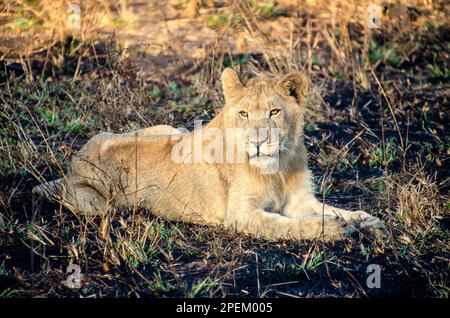 young lion laying on the ground in a field Stock Photo