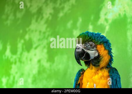 a blue and gold macaw is standing in front of a green wall Stock Photo