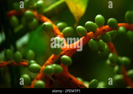 Fruit of the Pacaya Palm, Chamaedorea tepejilote, in Yaxha-Nakun ...