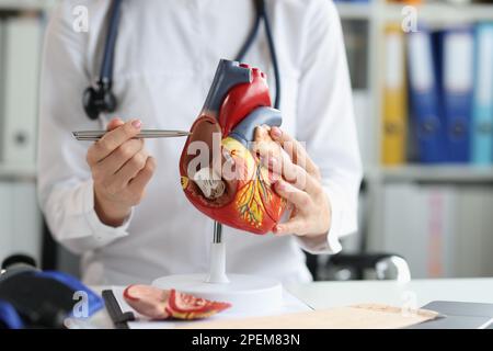 Cardiologist shows the structure and anatomy of human heart Stock Photo