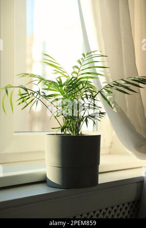 Picture of Beautiful green houseplant on window sill indoors Stock Photo - Alamy