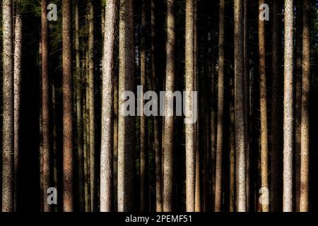 spruce forest Stock Photo
