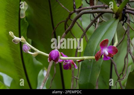 Closeup view of tropical epiphytic orchid species hygrochilus parishii var marriottiana blooming outdoors with purple, white and orange brown flowers Stock Photo