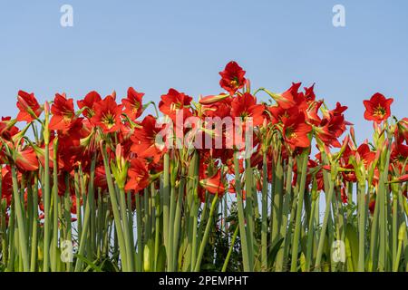 Closeup view of red flowers of hippeastrum puniceaum aka Barbados lily, Easter lily or cacao lily blooming outdoors isolated on blue sky background Stock Photo