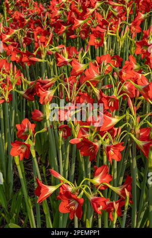 Closeup view of group of bright red orange flowers of tropical hippeastrum puniceaum aka Barbados lily, Easter lily or cacao lily blooming outdoors