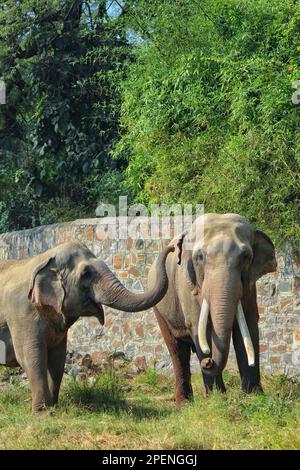 Two Asian wild elephant partners affectionately playing with their ...