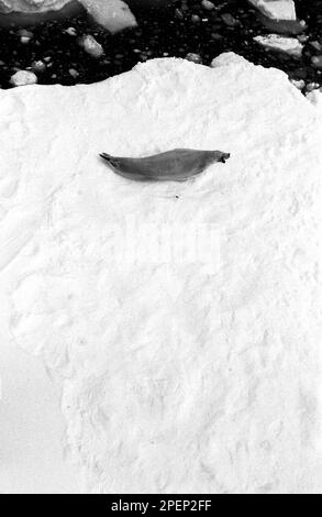 ANTARCTIC SEAL sunbathing on an ice flow Grahamland 1972 Stock Photo