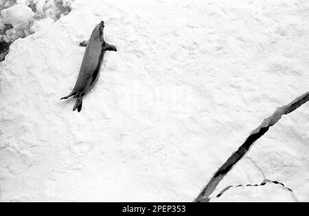 ANTARCTIC SEAL sunbathing on an ice flow which is breaking up  Grahamland 1972 Stock Photo