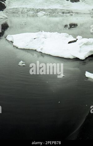 Lone Antarctic seal on an ice flow in Grahamland from  HMS Endurance 1972 Stock Photo