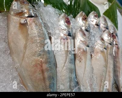 fresh fish on ice, sold in supermarkets Stock Photo