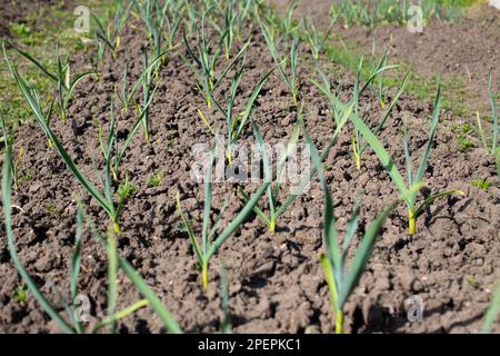 Green garlic plantation. Garlic plants in ground, seedlings, garlic leaves. Garden and beds. Selective focus. Stock Photo