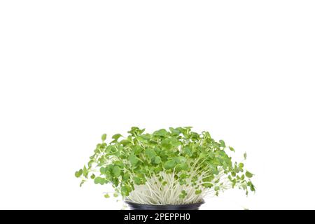 Bok choy micro greens in black pot isolated on white background with copy space. Micro green arugula sprouts. Young plants, seedlings and sprouts. Moc Stock Photo